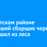 В Иркутском районе пропавший сборщик черемши сам вышел из леса