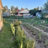 Настой из крапивы и одуванчика заменит покупные удобрения — рекомендации садоводов
