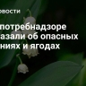 В Роспотребнадзоре рассказали об опасных растениях и ягодах