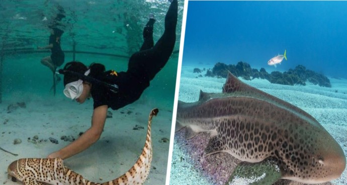 В Таиланде выпустили в море 4 леопардовые акулы: туристов призвали их не беспокоить В Таиланде выпустили в море 4 леопардовые акулы: туристов призвали их не беспокоить
