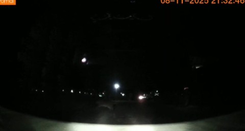 В часе езды от Владивостока заметили тигра