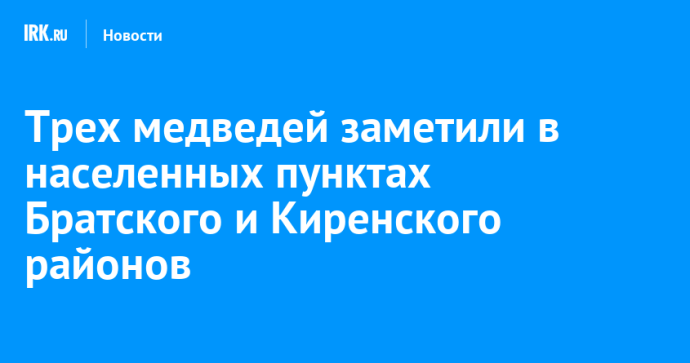 Трех медведей заметили в населенных пунктах Братского и Киренского районов