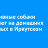 Агрессивные собаки нападают на домашних животных в Иркутском округе