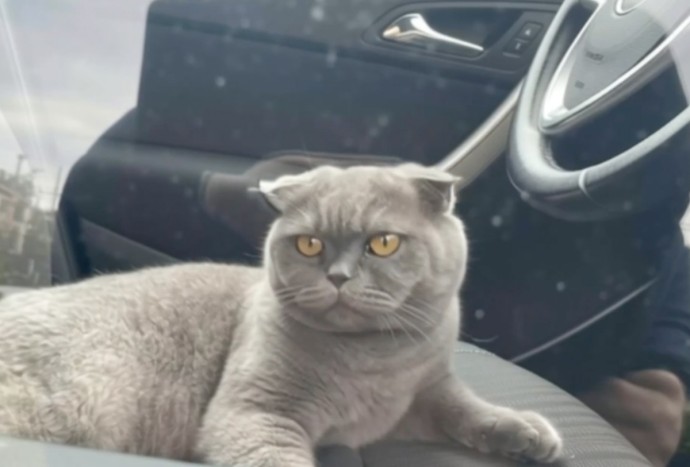 Сотрудники МАДИ обнаружили 13 животных в неправильно припаркованных автомобилях Сотрудники МАДИ обнаружили 13 животных в неправильно припаркованных автомобилях