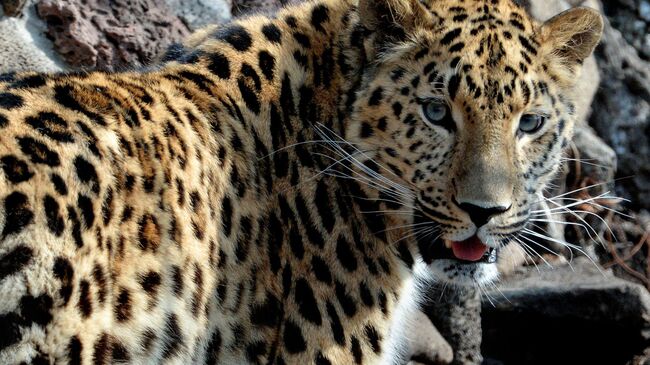 В России и Китае запустят проект "Леопарды дружбы"