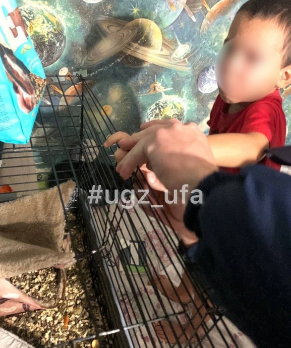 В Уфе палец ребенка застрял в клетке с крысами В Уфе палец ребенка застрял в клетке с крысами