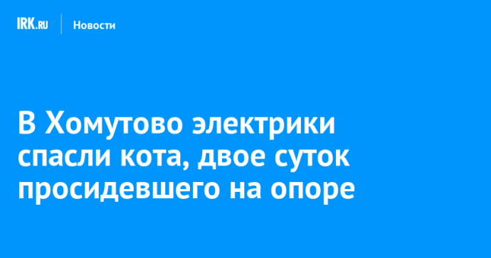 В Хомутово электрики спасли кота, двое суток просидевшего на опоре