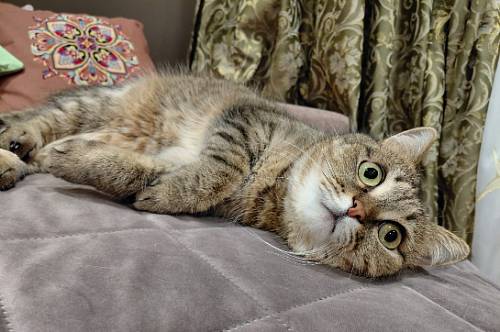 У Львов все будет как-то не так, Весам потребуется эмоциональная разрядка У Львов все будет как-то не так, Весам потребуется эмоциональная разрядка