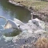 Сезон открыт: лебеди в амурской Ивановке вернулись на озеро
