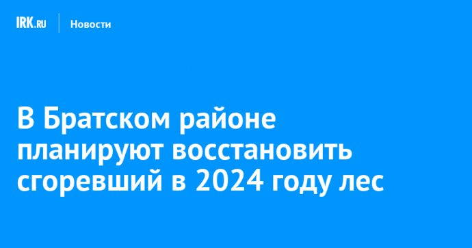 В Братском районе планируют восстановить сгоревший в 2024 году лес