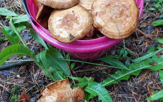 В Курской области 15 человек, включая детей, отравились грибами В Курской области 15 человек, включая детей, отравились грибами