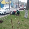 В Астрахани началась высадка деревьев