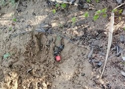 Задержан закладчик с крупной партией марихуаны