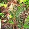 Уникальное природное явление заметили в Приамурье