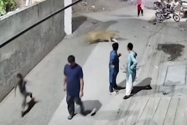 Лев сбежал из дома, набросился на женщину и двух детей и попал на видео