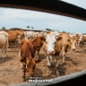 Под Астраханью создают штрафстоянку для коров – гулен