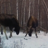В заповеднике Забайкалья фотоловушка засняла битву лосей...
