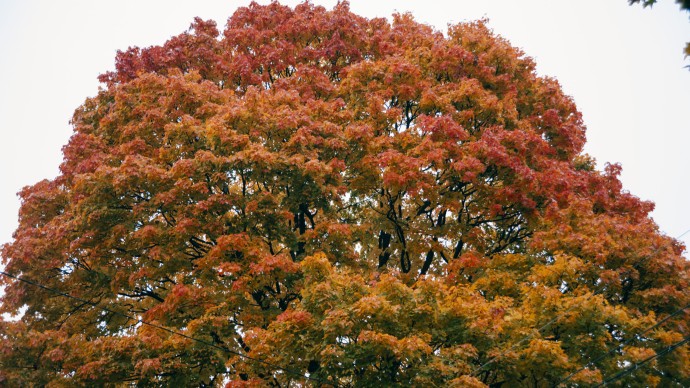 Вход в парки Александрия и Ораниенбаум стал бесплатным Вход в парки Александрия и Ораниенбаум стал бесплатным