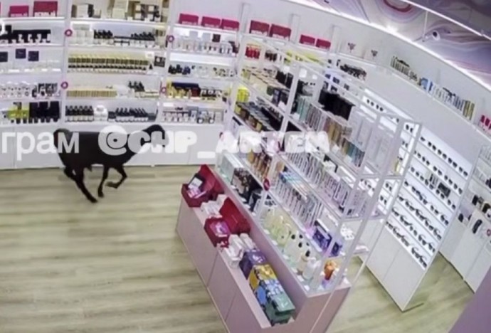 В популярный приморский магазин парфюмерии нагрянула коза