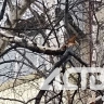Жители Южно-Сахалинска просят спасти русскую березку, истекающую соком на тротуар