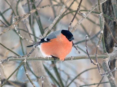 В Башкирии ожидается метель и похолодание до -22 градусов В Башкирии ожидается метель и похолодание до -22 градусов