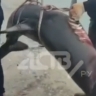 На Сахалине распространяется видео с выловленной акулой, которую увезла группа рабочих