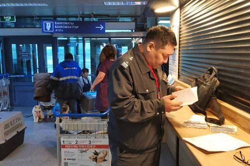 Амурская область отправила на экспорт 4,5 тонны рогов оленей