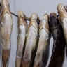 Чипсы для умных людей из вкусных рыб придумали в Астрахани