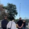 Срубить или оставить: жители Корсакова решают судьбу старой яблони