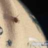 За неделю в Приамурье было 312 обращений с укусами клещей