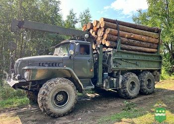 В Приамурье черные лесорубы спилили лес на 11 миллионов