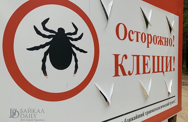 Клещи в Бурятии искусали более 3 тысяч человек