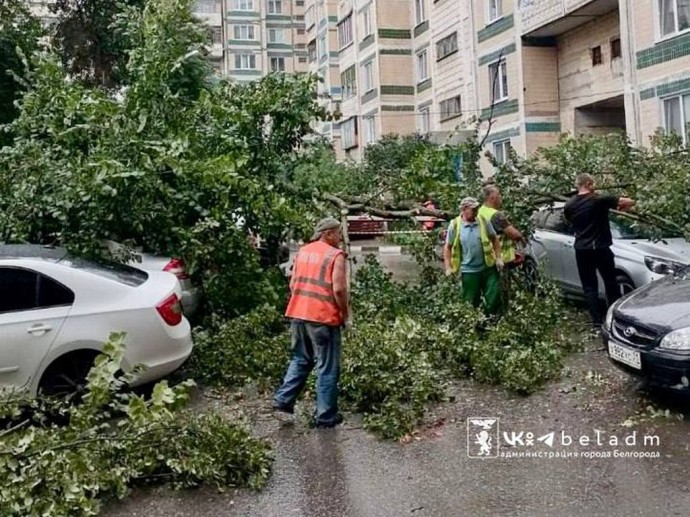 В Белгороде упавшее дерево повредило 4 автомобиля