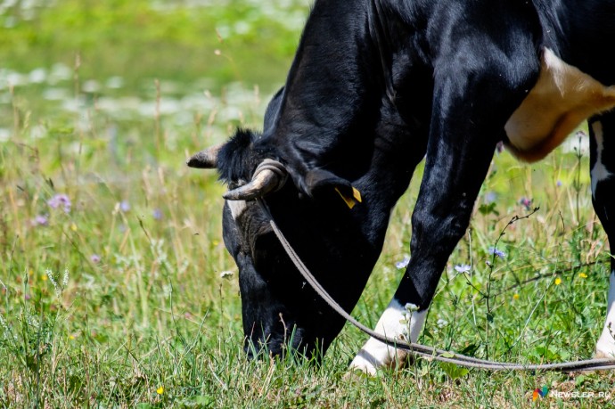 В Кирове наказали маслозавод, производивший продукцию «из воздуха» В Кирове наказали маслозавод, производивший продукцию «из воздуха»