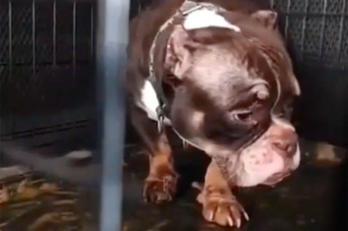 Частную передержку собак в Подмосковье обвинили в издевательствах над собаками Частную передержку собак в Подмосковье обвинили в издевательствах над собаками