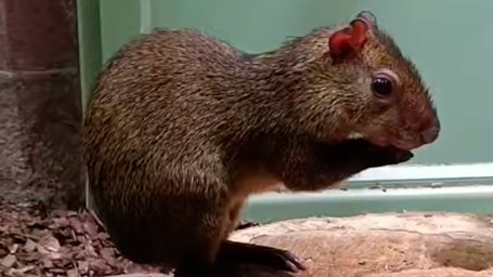 Ленинградский зоопарк поделился видео с АСМР-терапией от агути Оливера