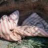 Астраханец при помощи палки забил до смерти женщину