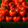 Ереван надеется на скорое разрешение проблемы со ввозом продуктов в Россию