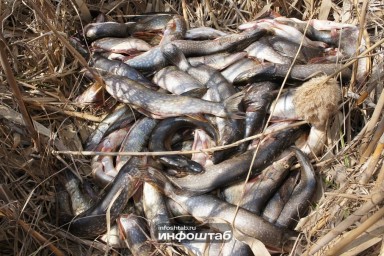 На астраханские прилавки чуть не попала щука из будущего