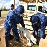 В Ярославской области прошли учения по ликвидации очагов африканской чумы свиней