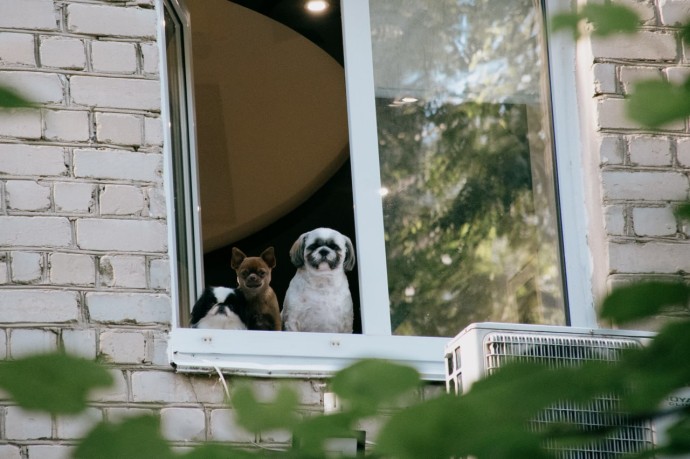Питомцев — на учет: в Пензенской области могут ввести обязательную регистрацию животных