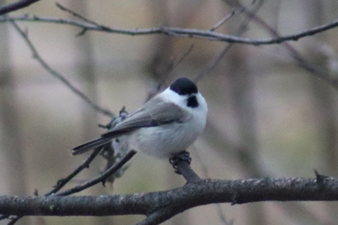 В Башкирии рассказали об особенностях птиц зимой