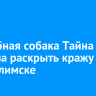 Служебная собака Тайна помогла раскрыть кражу в Усть-Илимске