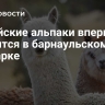 Чилийские альпаки впервые появятся в барнаульском зоопарке
