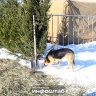 Стая бродячих собак напала на 10-летнюю астраханку