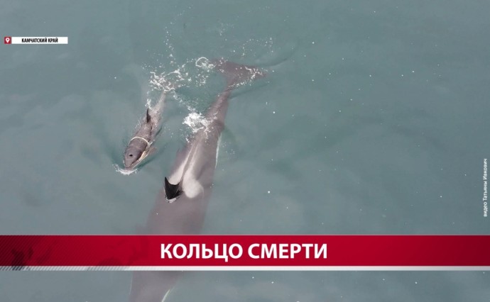 "Зиму он не переживёт": сахалинские волонтёры пытались спасти детёныша косатки Фродо