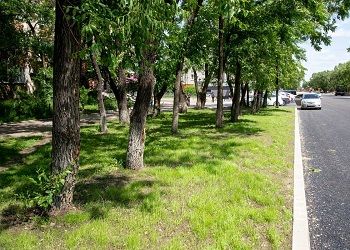 Благовещенцам напомнили, кто следит за деревьями во дворах