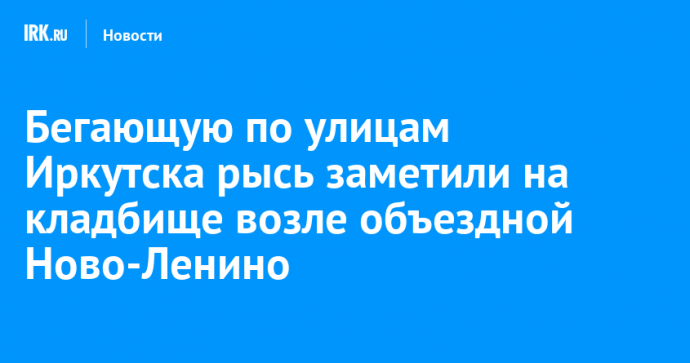 Бегающую по улицам Иркутска рысь заметили на кладбище возле объездной Ново-Ленино