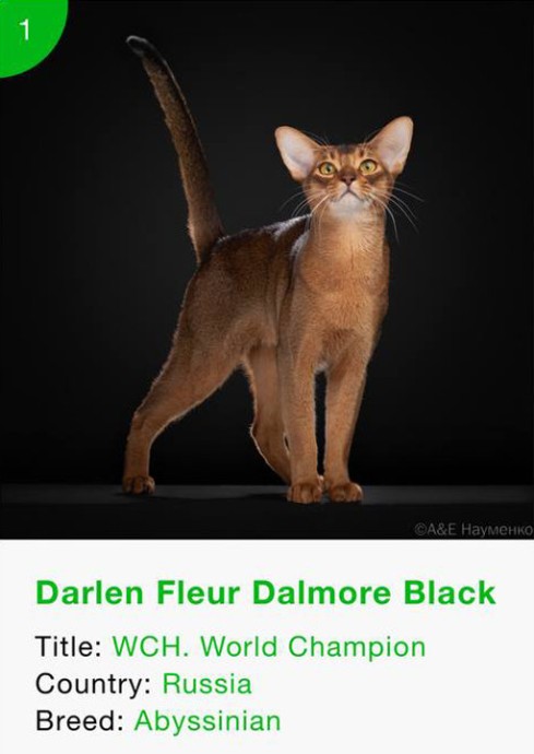 Кот из России стал лучшим котом в мире