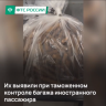 Контрабанду кубинских сигар пресекла российская таможня